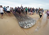 Arte Xávega da Meia Praia ganhou nova vida
