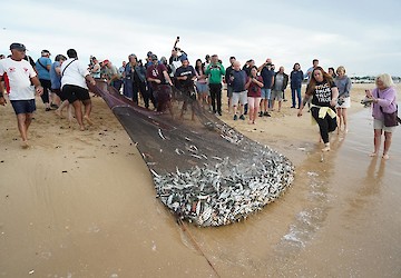 Arte Xávega da Meia Praia ganhou nova vida
