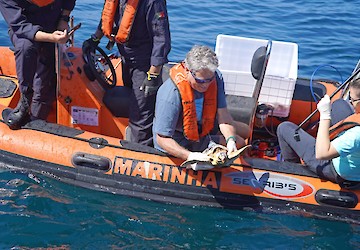 Zoomarine Algarve devolve seis tartarugas juvenis ao oceano com apoio da Marinha Portuguesa
