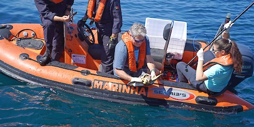Zoomarine Algarve devolve seis tartarugas juvenis ao oceano com apoio da Marinha Portuguesa