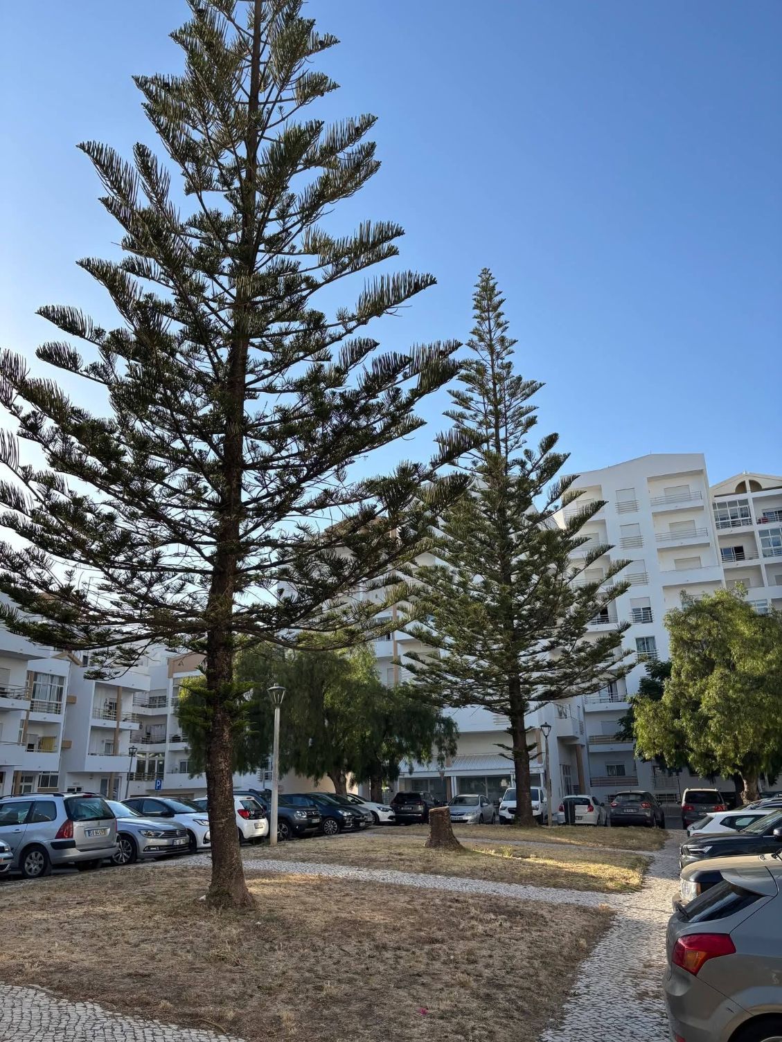 Mais uma árvore abatida em Lagos