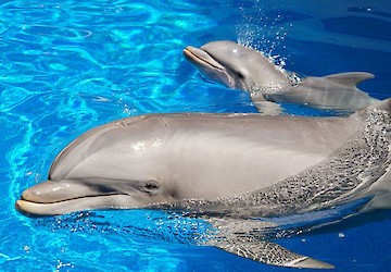 Nasceu SAMI, a nova cria de golfinho-roaz do Zoomarine Algarve