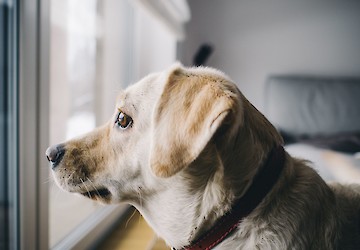 Férias de verão concentram quase 40% dos abandonos de animais: GNR recorda que o abandono de animais é crime