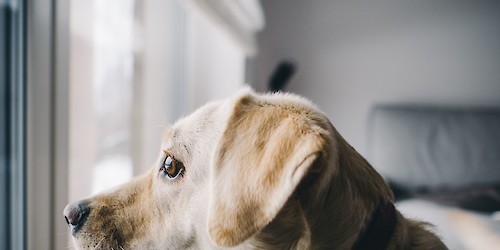 Férias de verão concentram quase 40% dos abandonos de animais: GNR recorda que o abandono de animais é crime