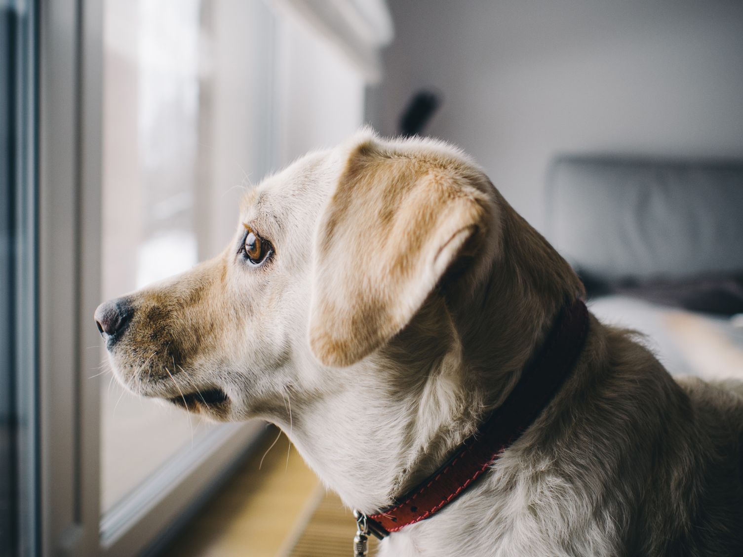Férias de verão concentram quase 40% dos abandonos de animais: GNR recorda que o abandono de animais é crime