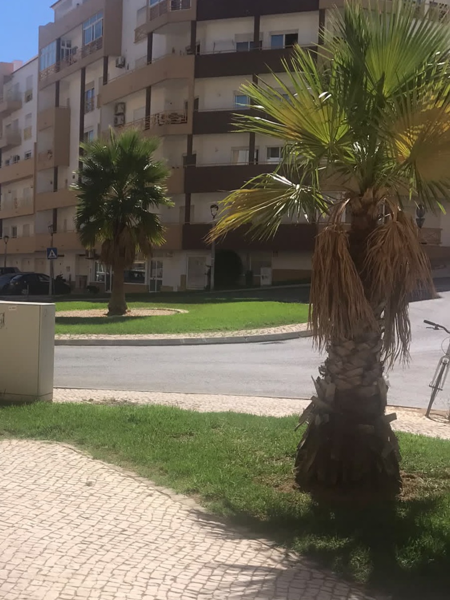 Ambiente: Baratas continuam à solta, palmeiras esquecidas e falta de bancos de jardim