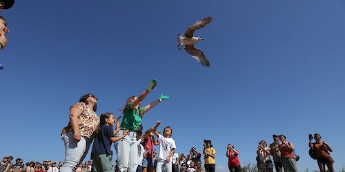 Chegou ao fim o 17º Festival de Observação de Aves & Actividades de Natureza de Sagres voando mais uma vez para o sucesso