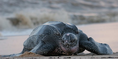 Tartaruga gigante resgatada na Meia Praia