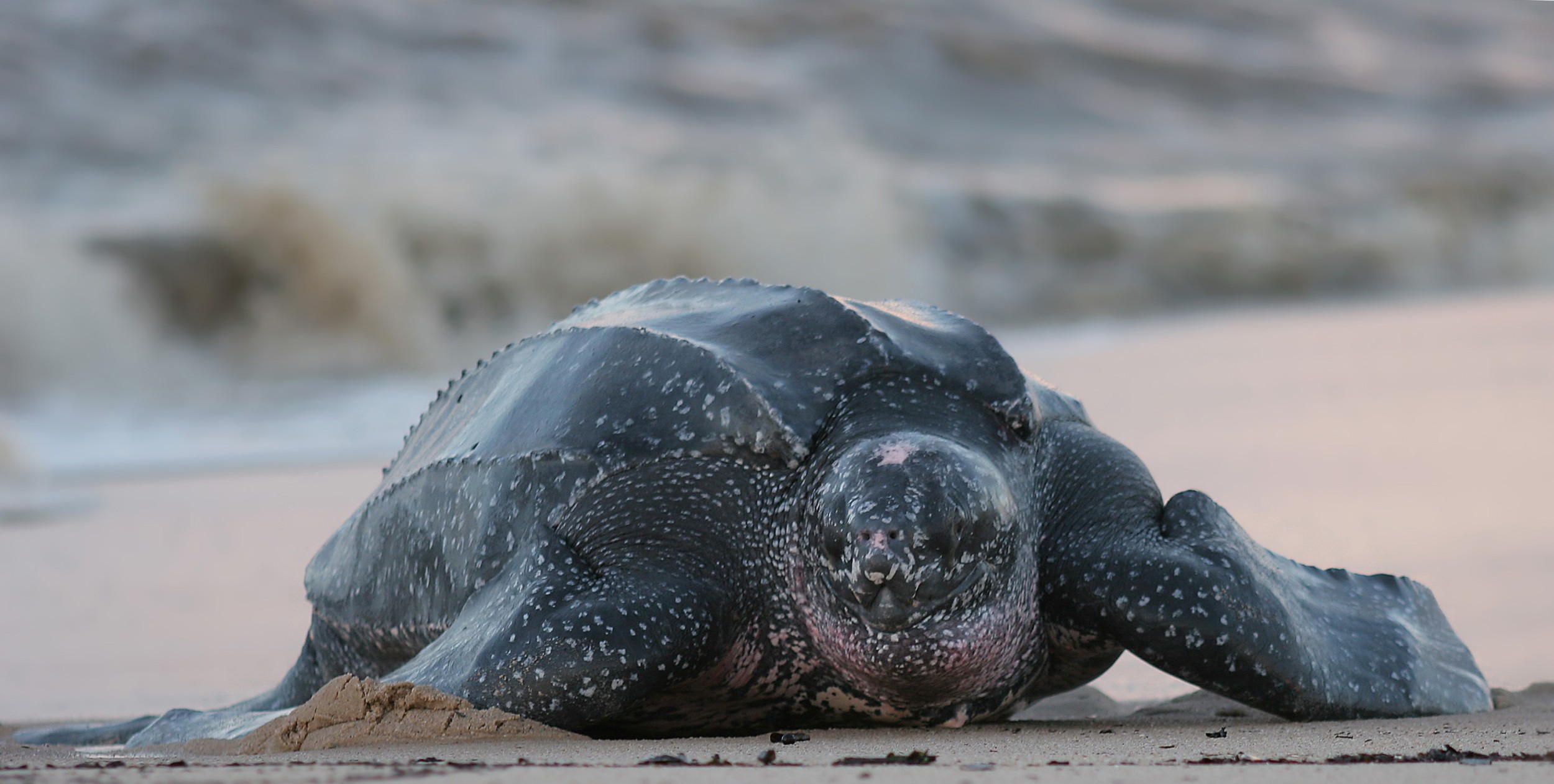Tartaruga gigante resgatada na Meia Praia