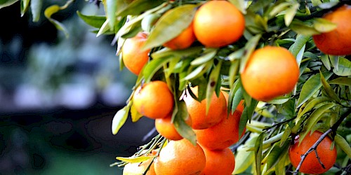 Laranja Algarvia à mesa dos Turistas