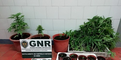 Plantação de cannabis apreendida em Aljezur