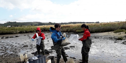 Cientistas estudam soluções para impedir o desaparecimento dos sapais estuarinos