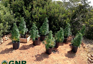 Apreensão de 9 plantas de cannabis no Concelho de Vila do Bispo