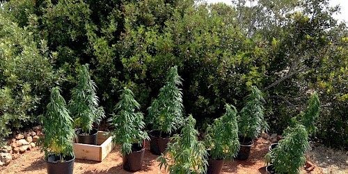 Apreensão de 9 plantas de cannabis no Concelho de Vila do Bispo