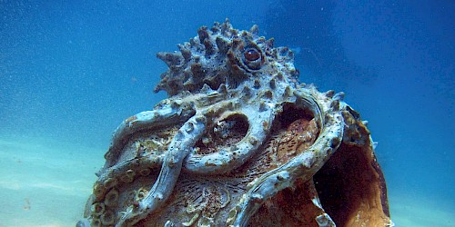 Exposição “Século dos Mares” vai encantar Forte Ponta da Bandeira com imaginário ligado aos oceanos