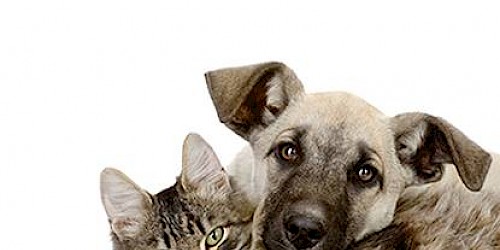 Lagos lança campanha solidária de esterilização de animais de companhia