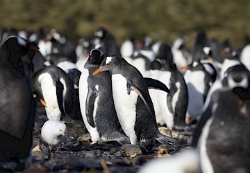 Microplásticos encontrados pela primeira vez em pinguins na Antártida