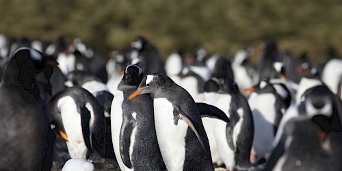 Microplásticos encontrados pela primeira vez em pinguins na Antártida