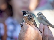 10ª edição do festival das aves trouxe centenas de visitantes ao concelho de Vila do Bispo - 1