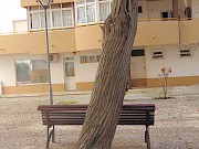 Pernada de árvore gigante e perigosa cai em jardim esquecido na Marina Sol - 1