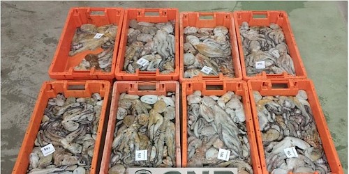 Apreensão de cerca de 200 quilos de pescado e bivalves