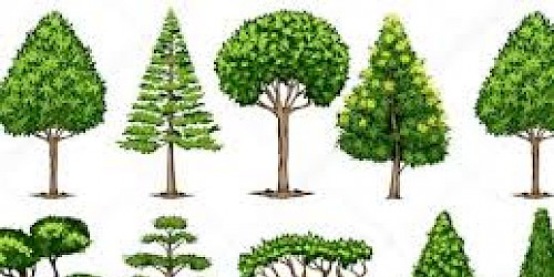 Classificação de árvores no Concelho de Lagos