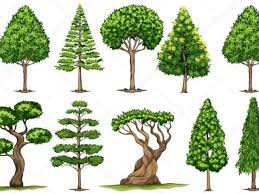 Classificação de árvores no Concelho de Lagos