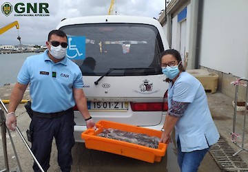 GNR apreendeu 41 quilos de polvo em Vila do Bispo que posteriormente foi doado a uma instituição de solidariedade social