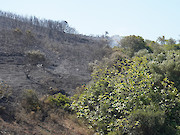 Articulação de meios foi determinante para dominar incêndio florestal nas Terras do Infante - 1