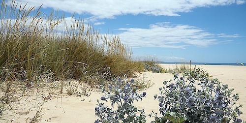 Reabilitação e Recuperação do Cordão Dunar da Meia Praia