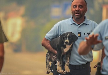 Santo Tirso – Esclarecimento da GNR sobre o resgate de animais em incêndio florestal