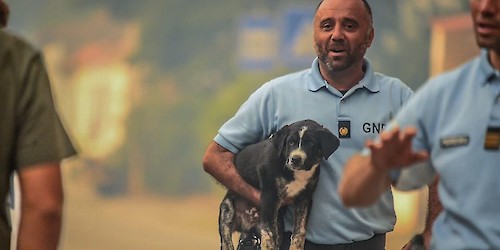 Santo Tirso – Esclarecimento da GNR sobre o resgate de animais em incêndio florestal