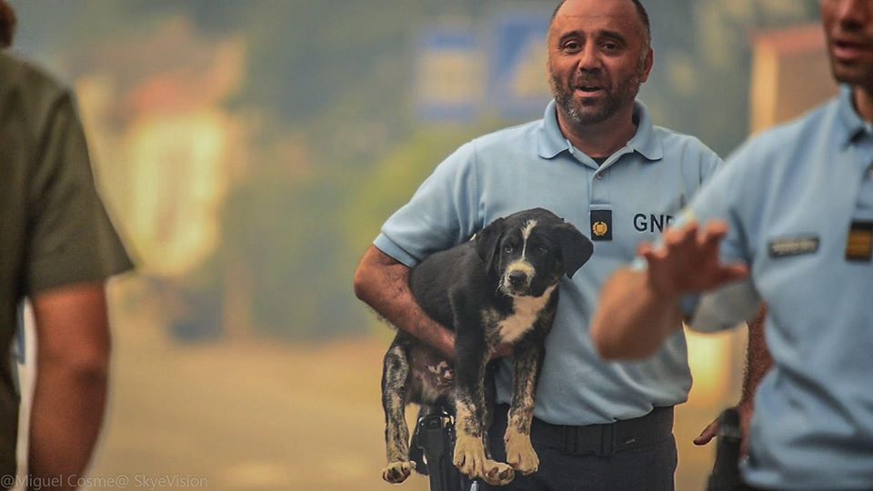 Santo Tirso – Esclarecimento da GNR sobre o resgate de animais em incêndio florestal