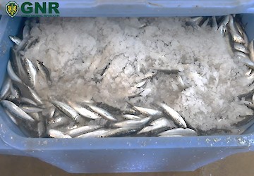 Portimão – Apreensão de 888 quilos de sardinha