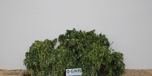 GNR deteve homem em Aljezur pelo cultivo de estupefacientes