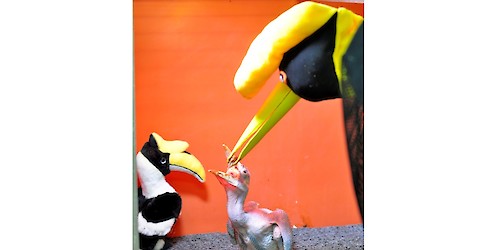 Zoo de Lagos recebe Calau Bicorne, uma das maiores espécies de Calaus existentes