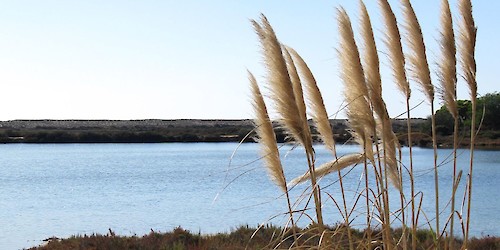 Grupo Águas de Portugal integra projecto europeu pioneiro em soluções para o tratamento de afinação de águas residuais para reutilização em irrigação agrícola