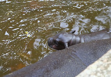 Nasceu cria de hipopótamo no Zoo de Lagos