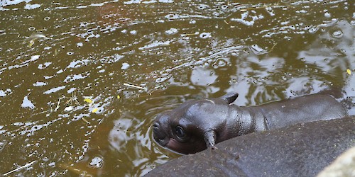 Nasceu cria de hipopótamo no Zoo de Lagos