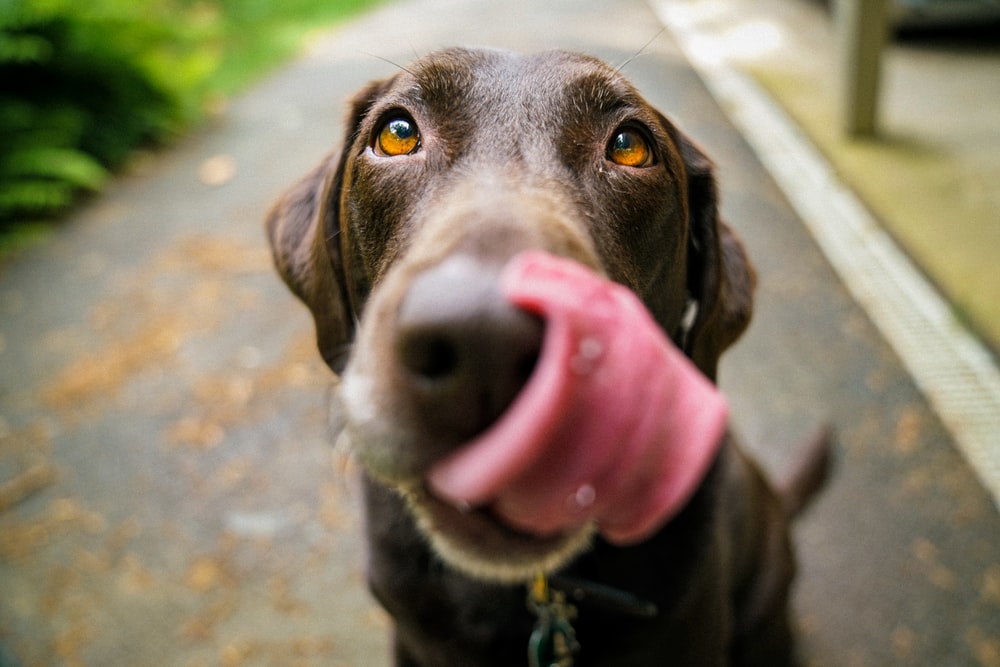 Banco Solidário Animal recolhe mais de 230 toneladas de ração