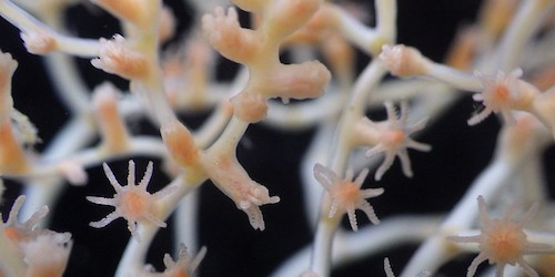 Investigadoras portuguesas na fronteira da exploração do mar profundo