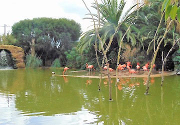 Reportagem com Paulo Figueiras: Parque Zoológico de Lagos vai criar savana africana com girafas, leões e zebras para atrair mais público
