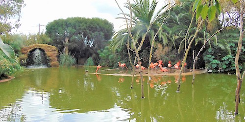 Reportagem com Paulo Figueiras: Parque Zoológico de Lagos vai criar savana africana com girafas, leões e zebras para atrair mais público