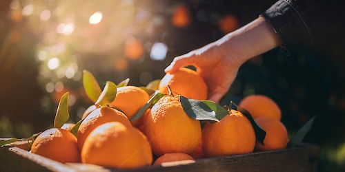 Hipermercado Continente compra 14,5 mil toneladas de laranjas do Algarve para apoiar produção nacional