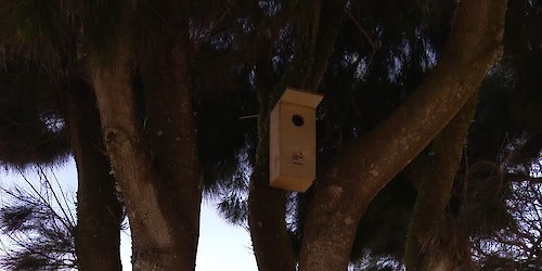 Projecto de "Alojamento Local para aves" avança em Vila do Bispo