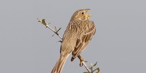 Município de Vila do Bispo promover webinar “Venha conhecer os cantos das aves!”