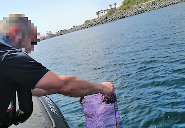 Polícia Marítima apreende cerca de 166kg de ouriços-do-mar na Costa Vicentina