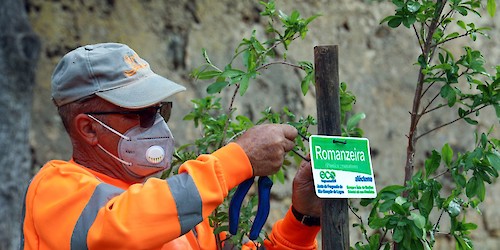 Semana Verde em Lagos: Município consciencializa para a diferenciação entre espécies nativas, exóticas e invasoras