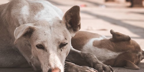 Animalife: "Vet na Rua" facilita acesso a procedimentos veterinários