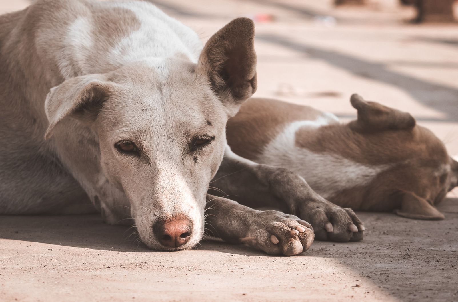 Animalife: "Vet na Rua" facilita acesso a procedimentos veterinários